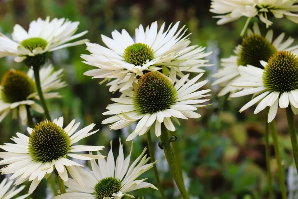 Mersyl Rose, la plante multifonction pour vos soins maison